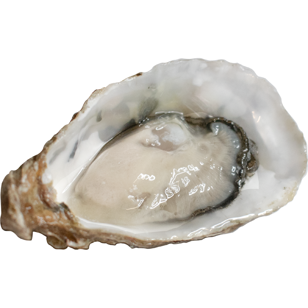Oyster  Transparent Image