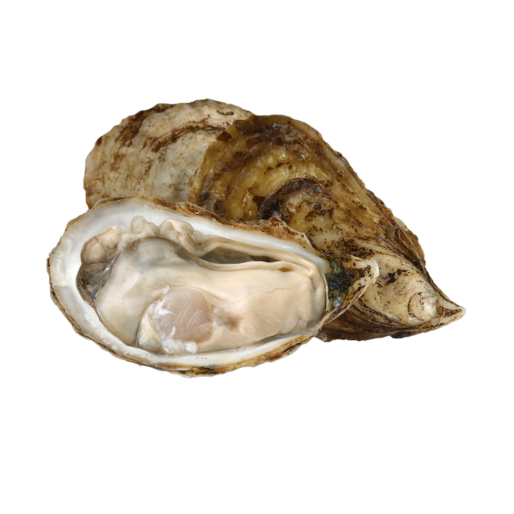 Oyster  Transparent Photo