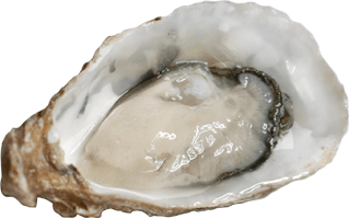 Oyster PNG
