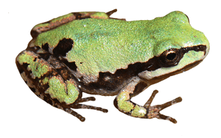 Pacific Tree Frog PNG