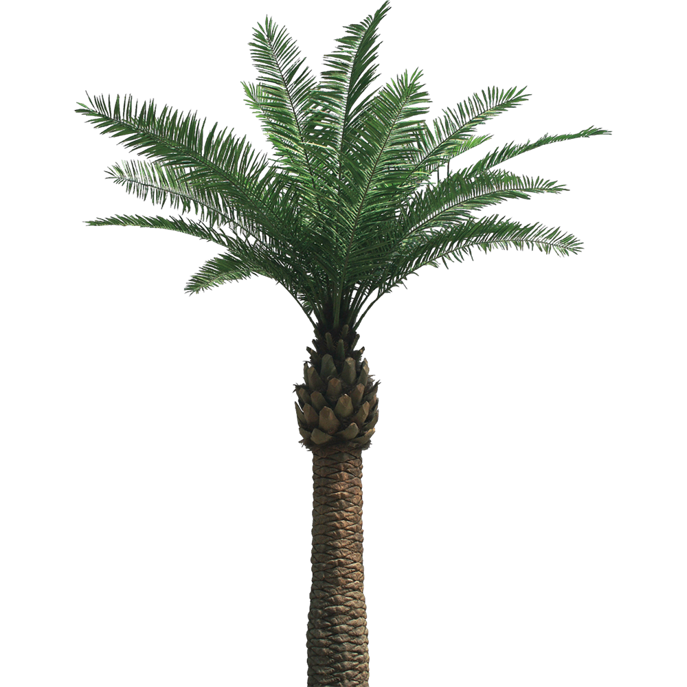 Palm Tree Transparent Image