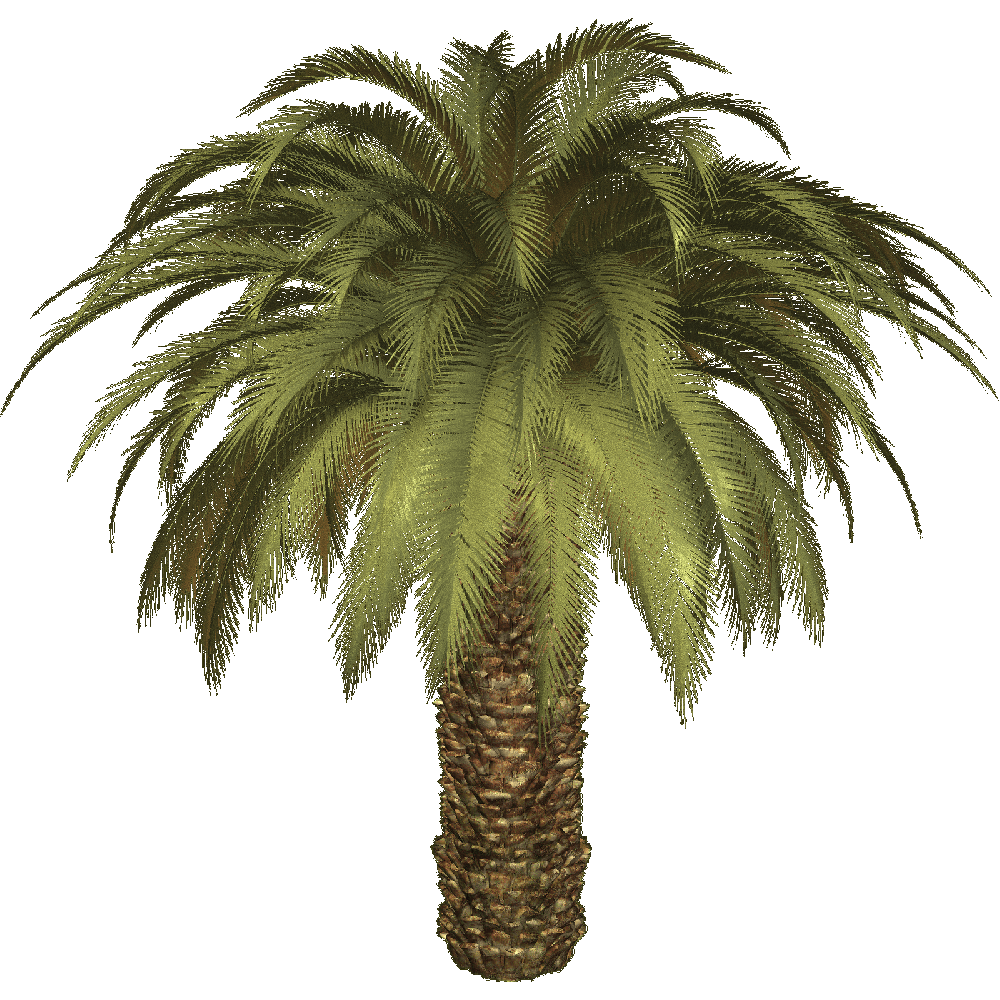 Palm Tree Transparent Picture