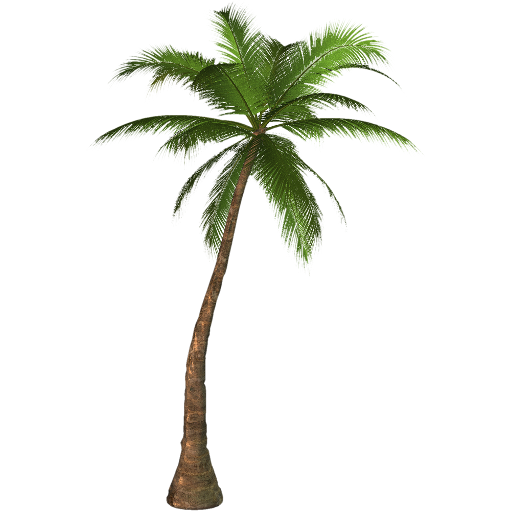 Palm Tree Transparent Clipart