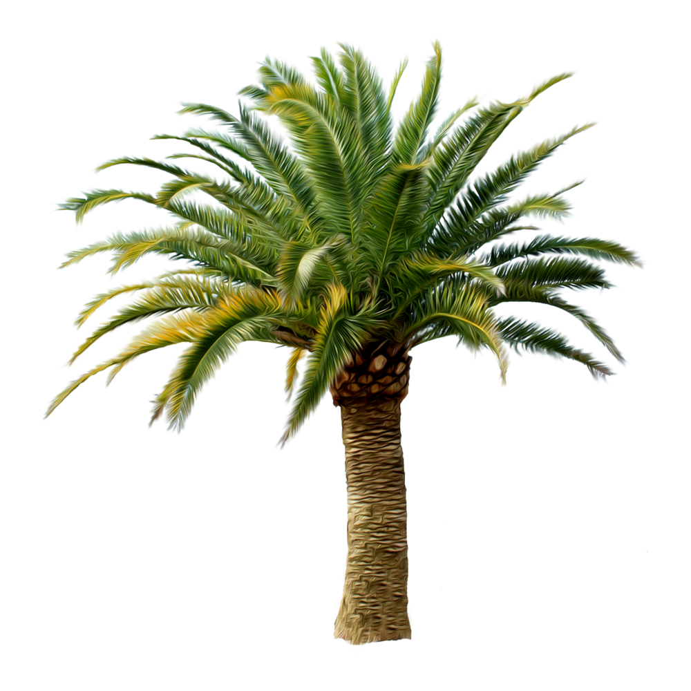Palm Tree Transparent Gallery