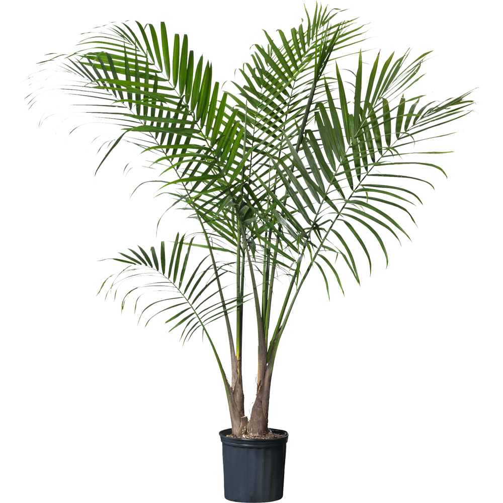 Palms Plant  Transparent Image