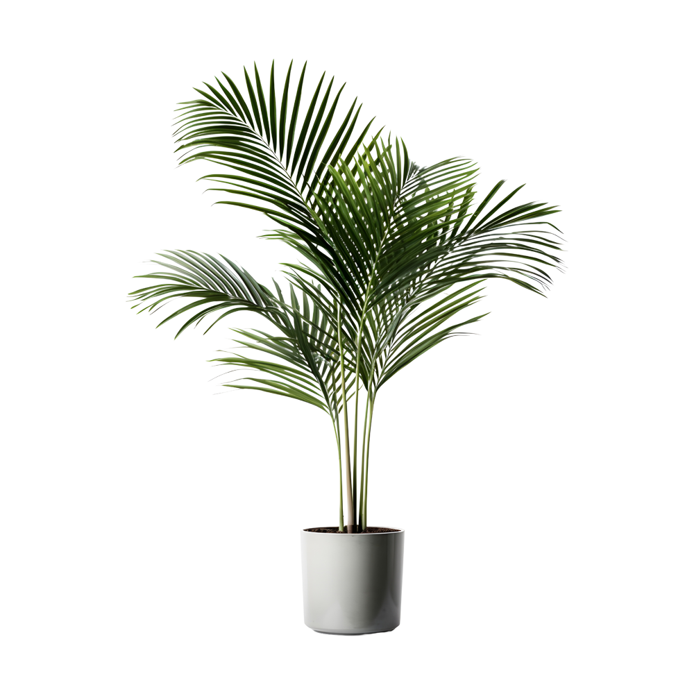 Palms Plant  Transparent Clipart