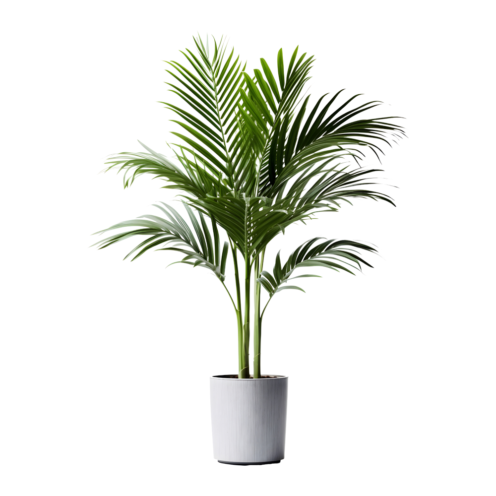 Palms Plant  Transparent Gallery