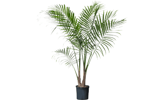 Palms Plant PNG
