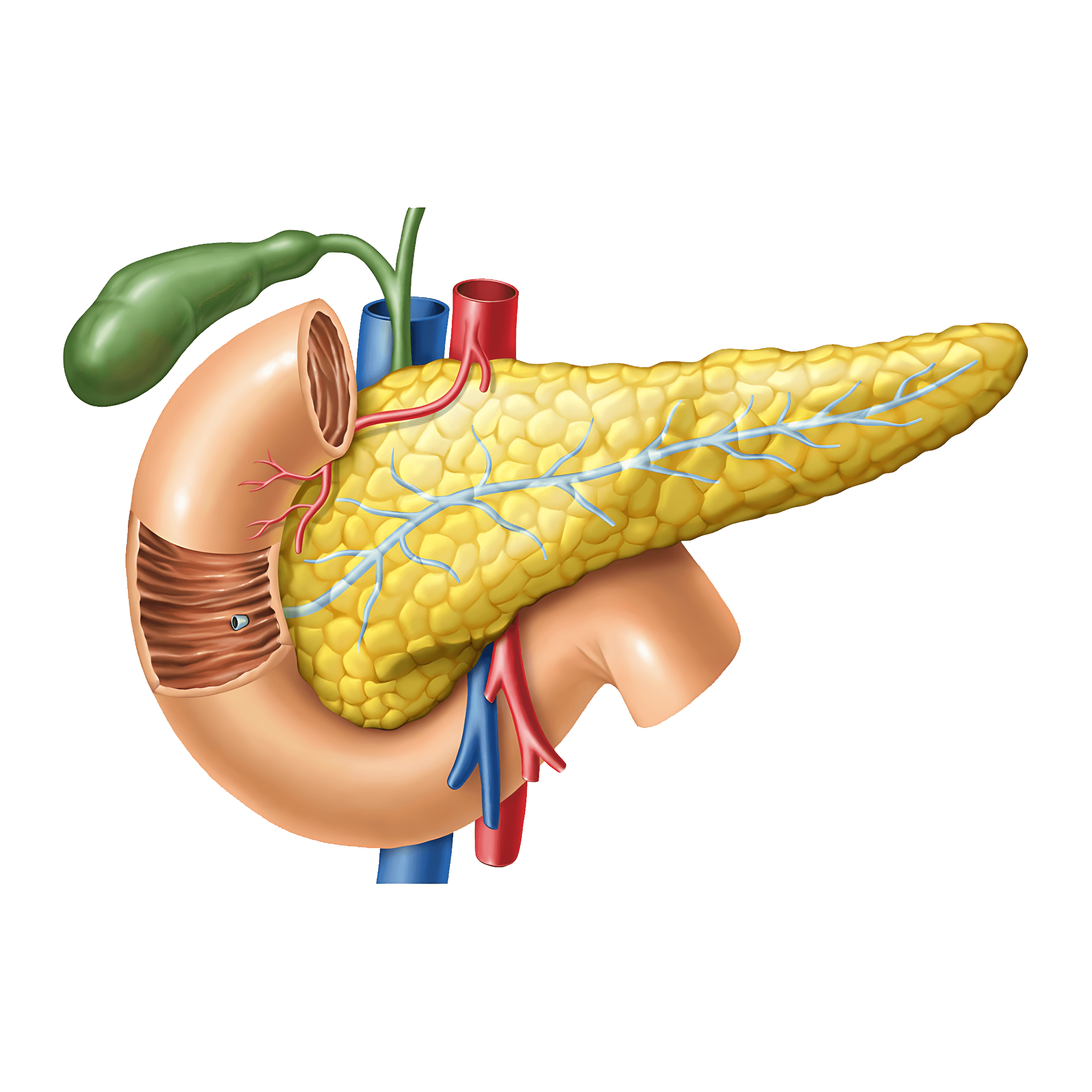 Pancreas Transparent Clipart