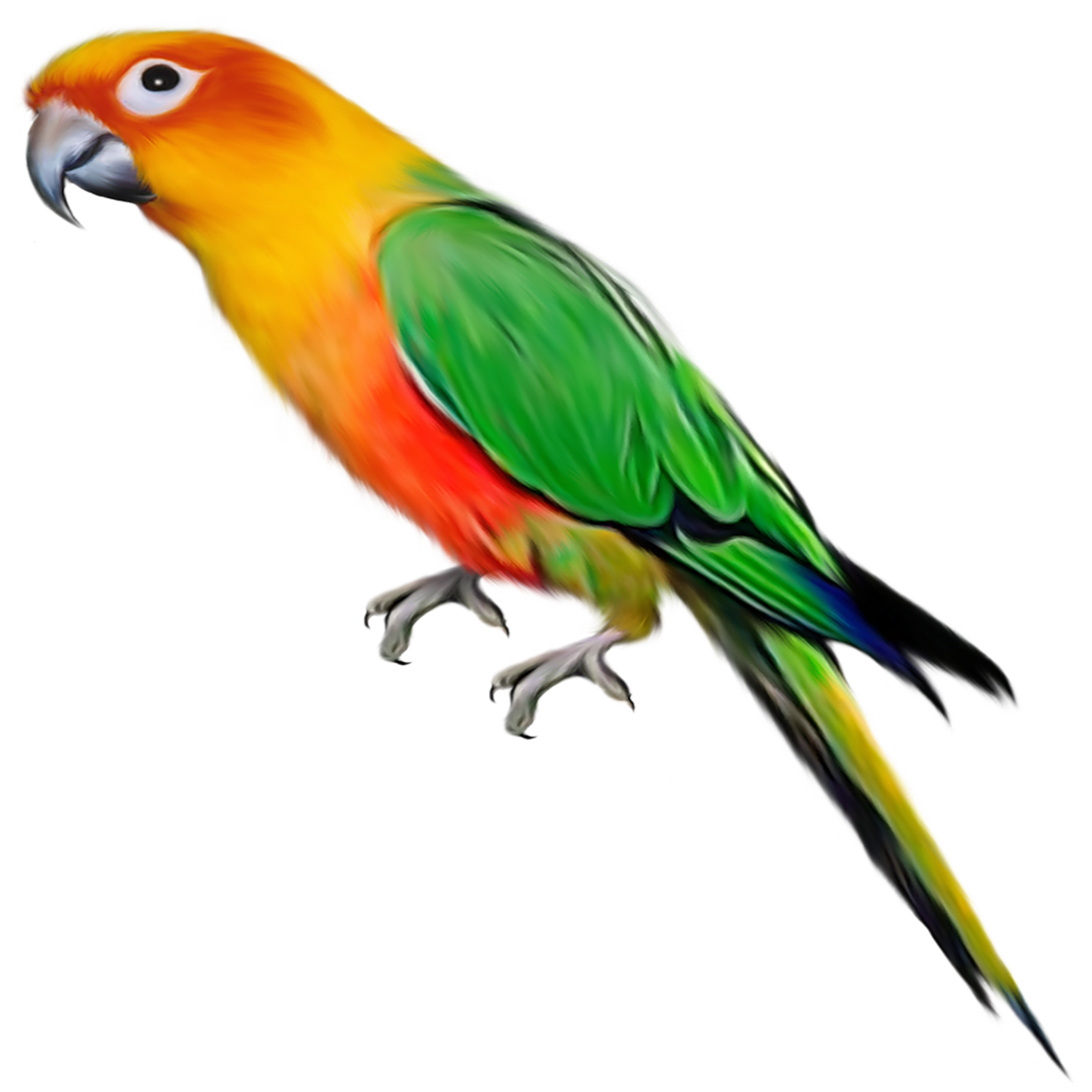 Parrot Transparent Image