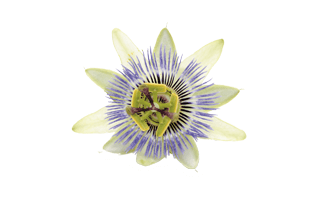 Passion Flower PNG
