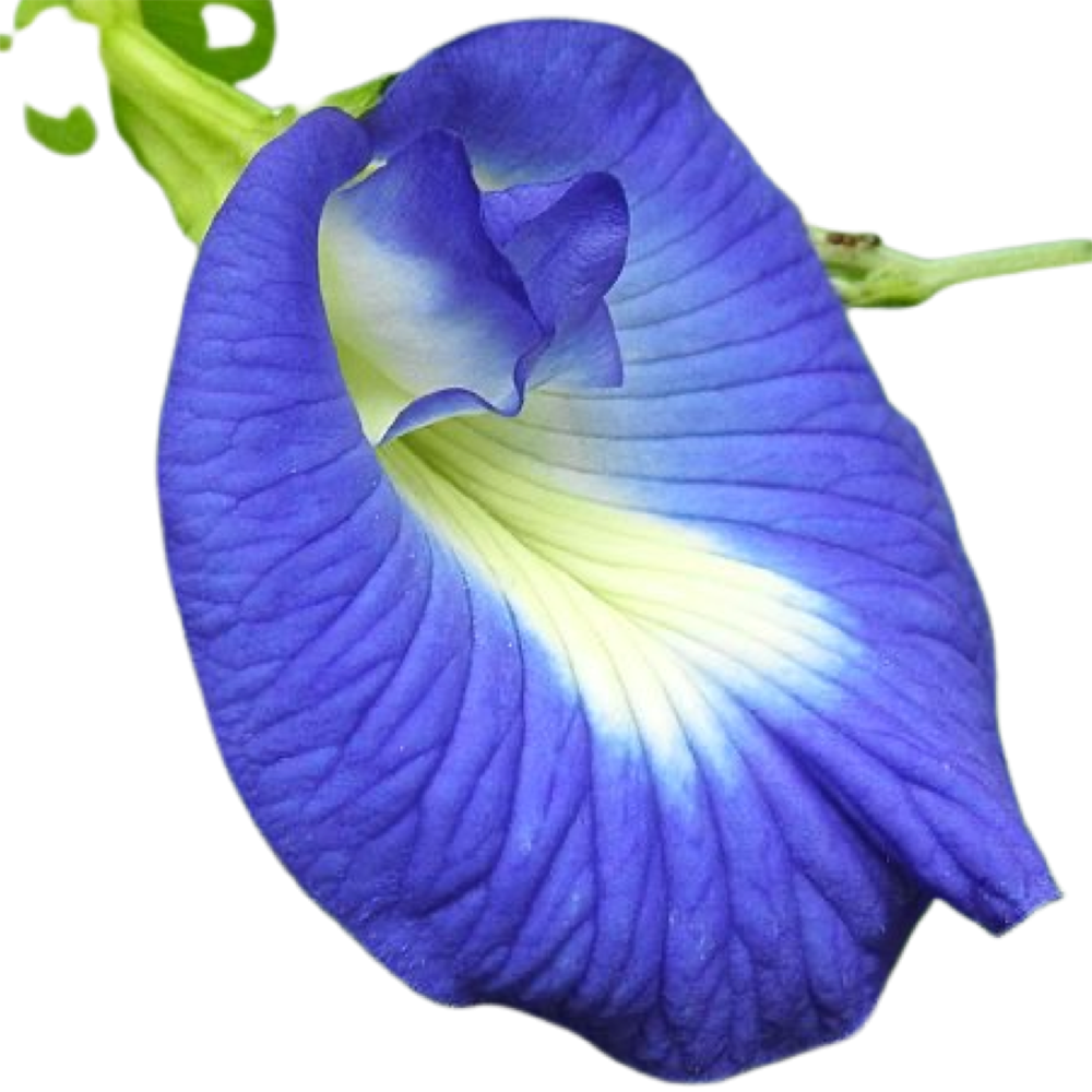 Pea Flower Transparent Image