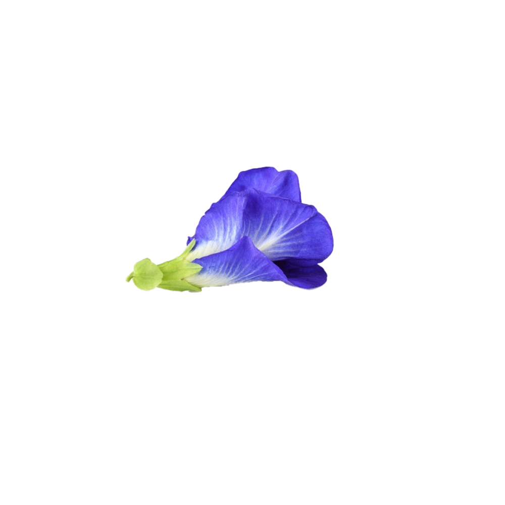 Pea Flower Transparent Picture