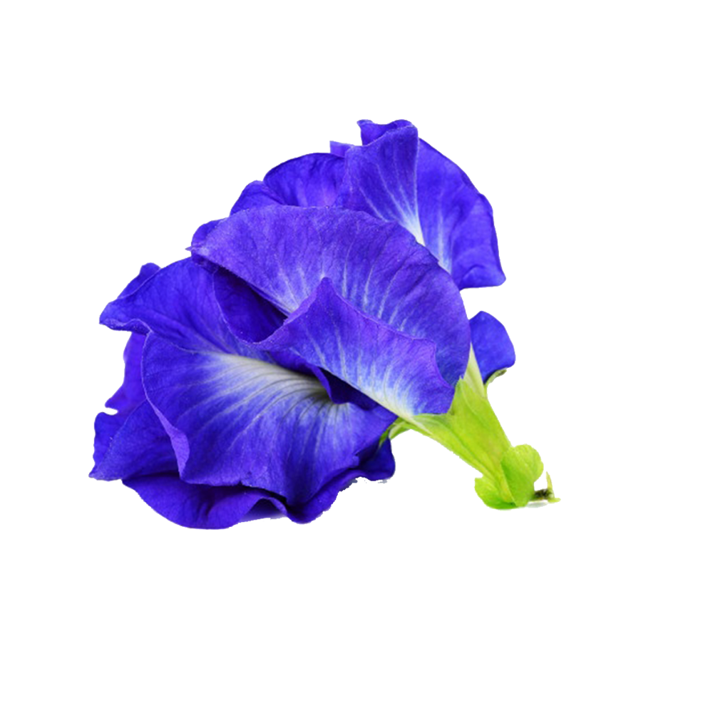 Pea Flower Transparent Clipart