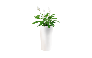 Peace Lily PNG