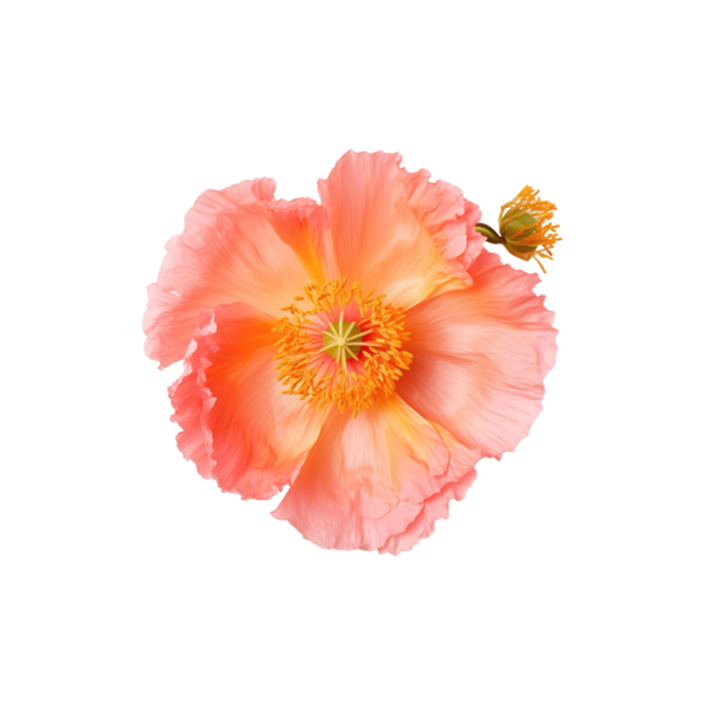 Peach Iceland Poppy  Transparent Image