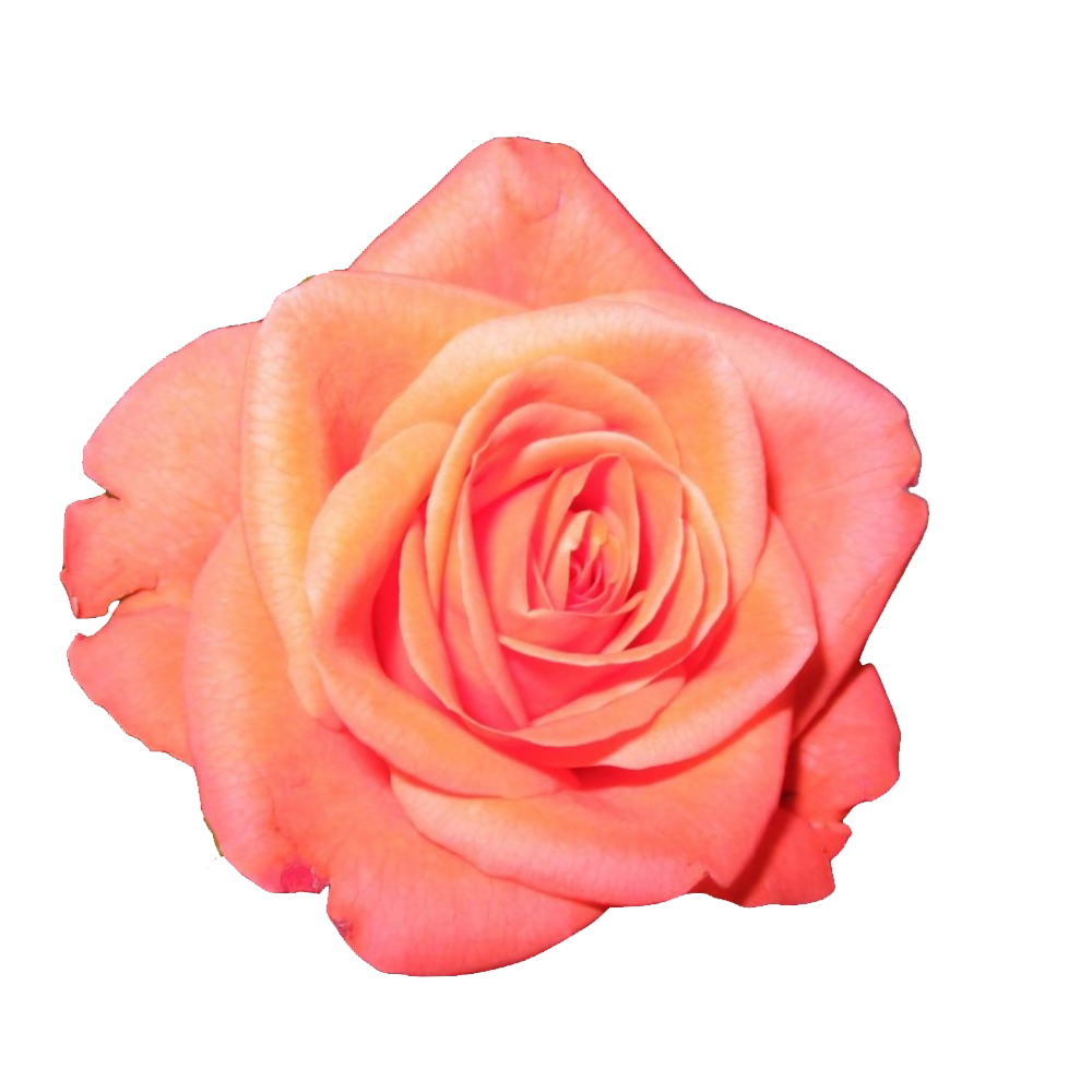 Peach Rose Transparent Image