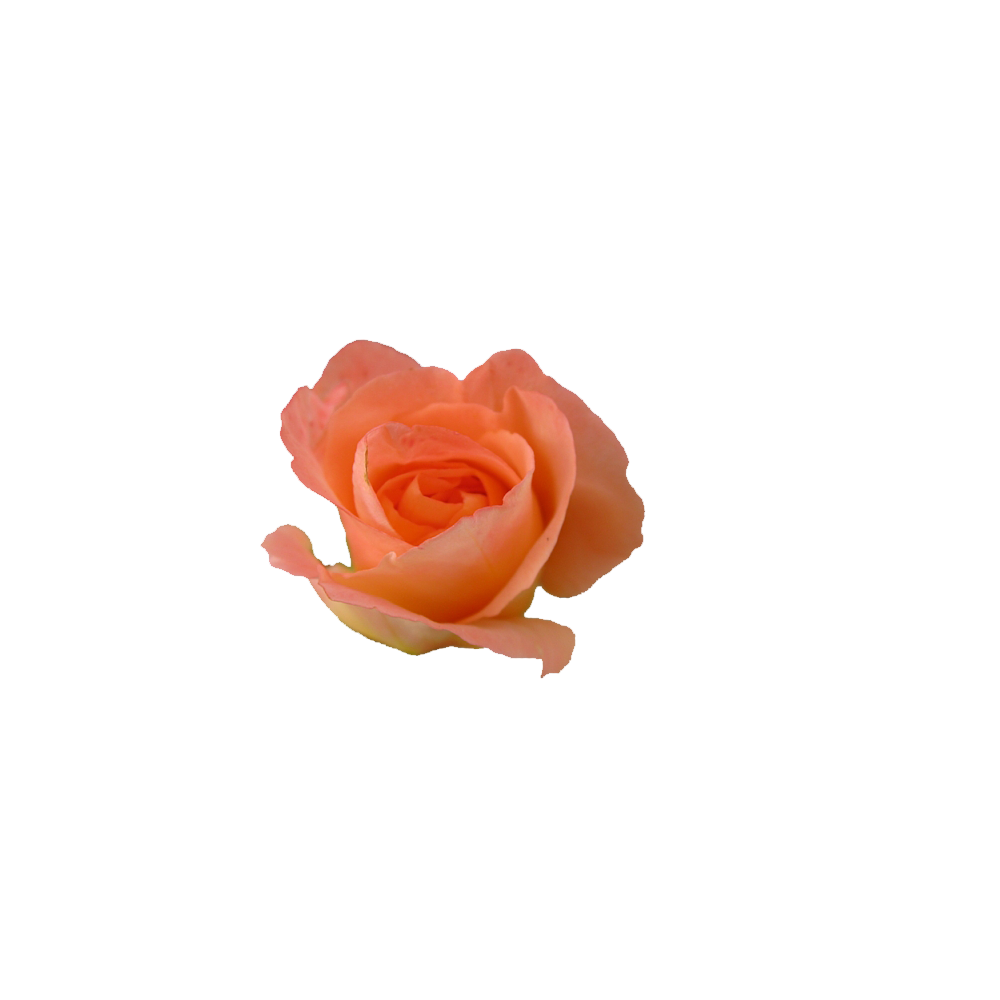 Peach Rose Transparent Picture