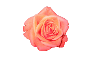 Peach Rose PNG