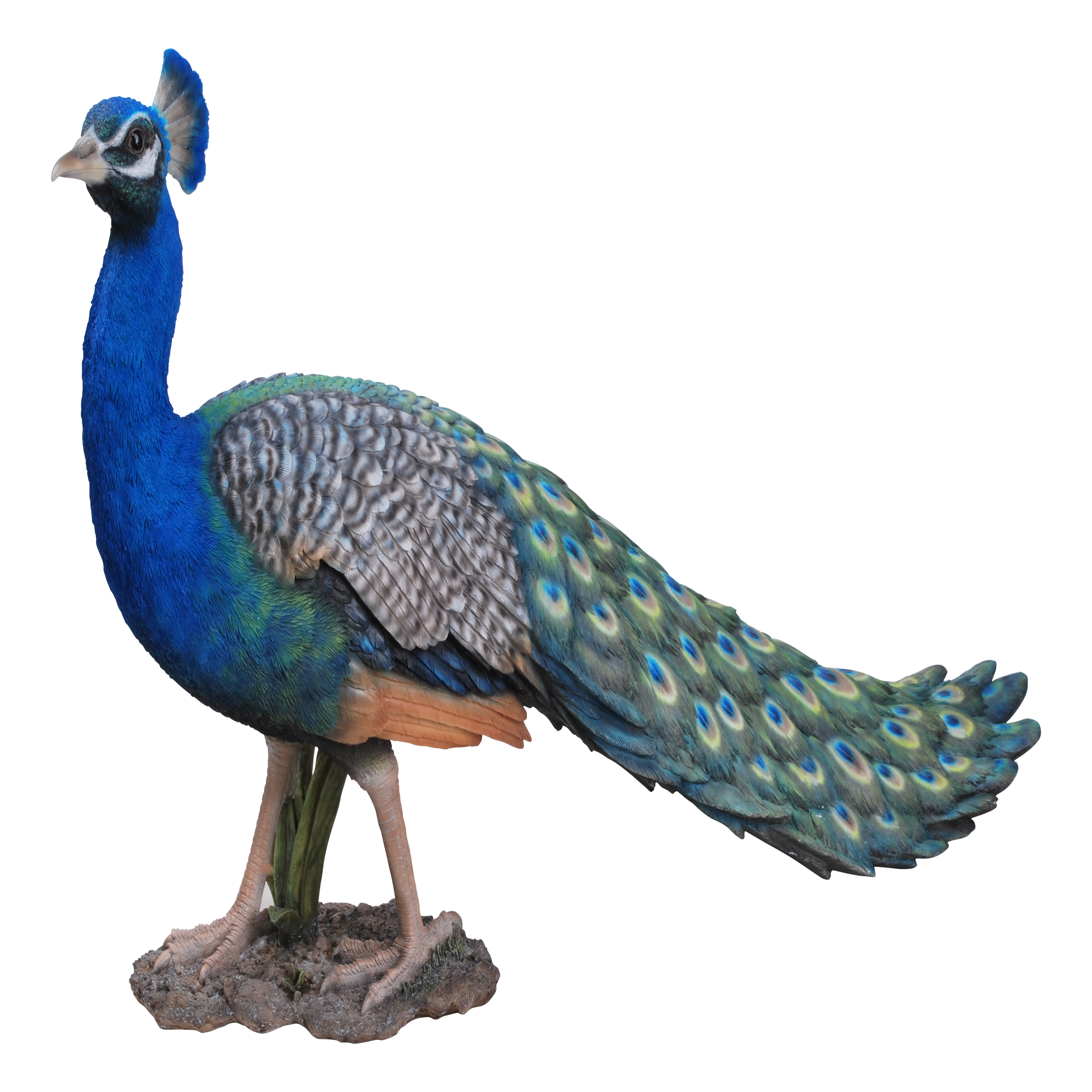 Peacock Transparent Clipart