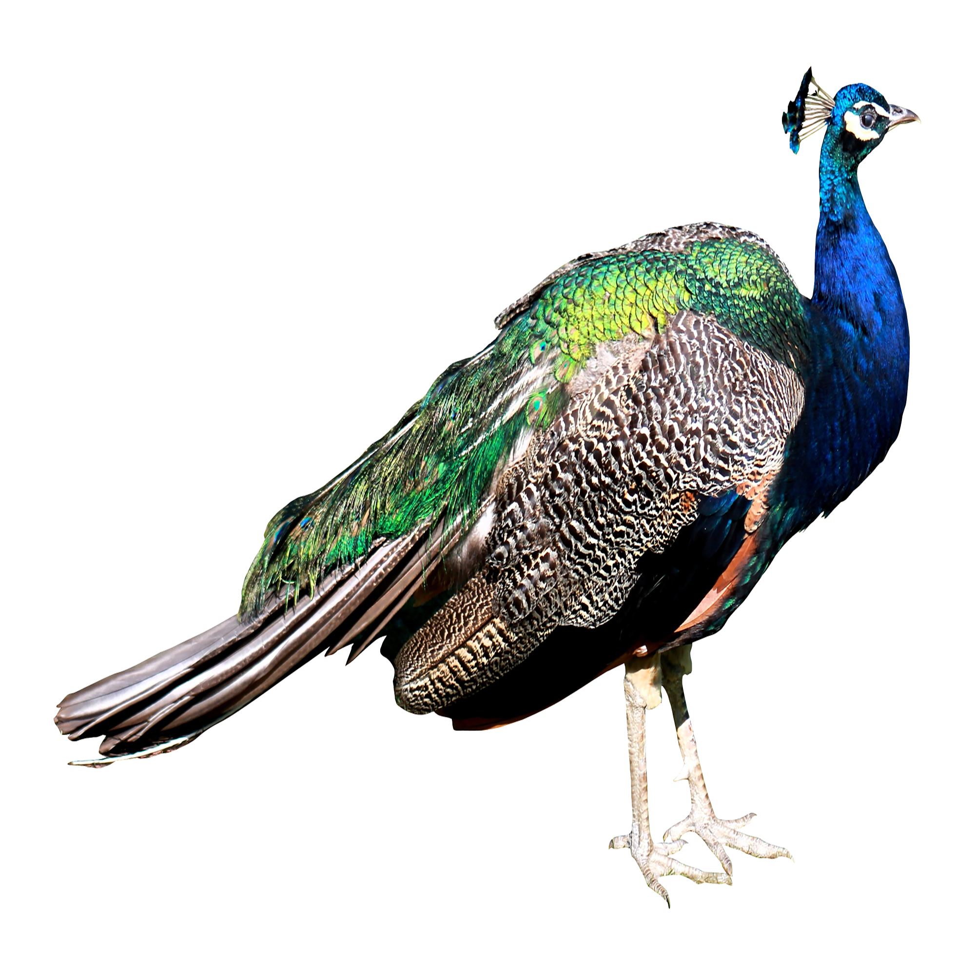 Peacock Transparent Gallery