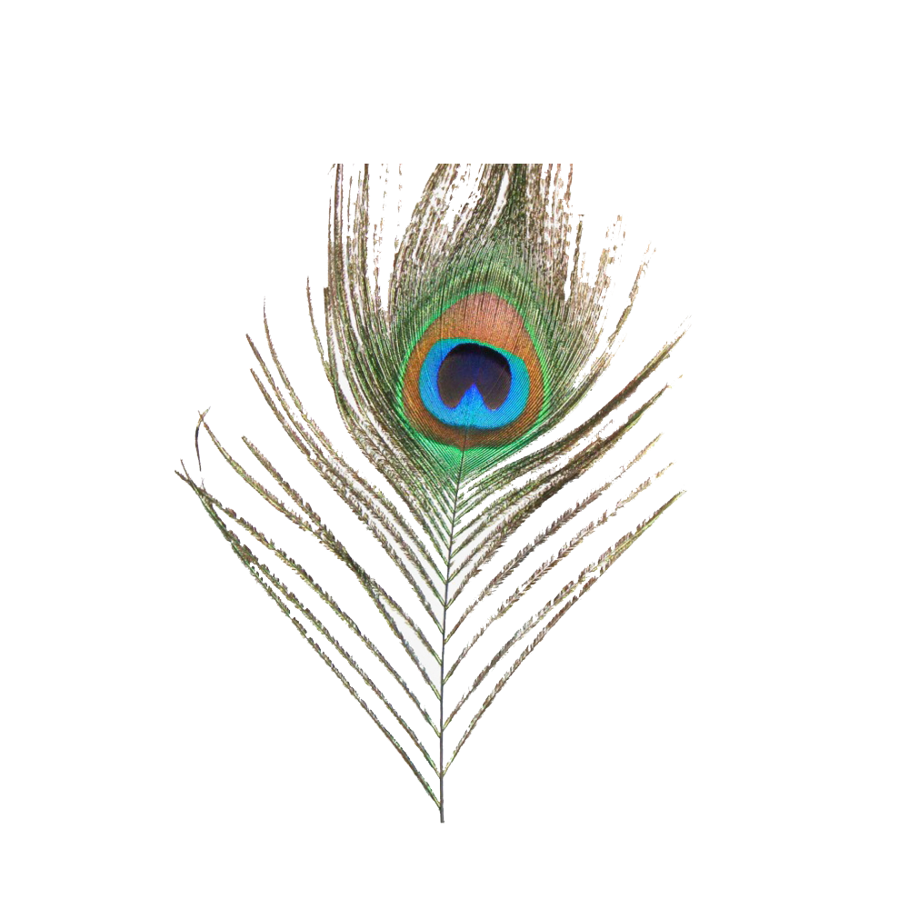 Peacock Feather Transparent Image