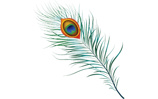 Peacock Feather PNG