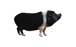 Peccaries PNG