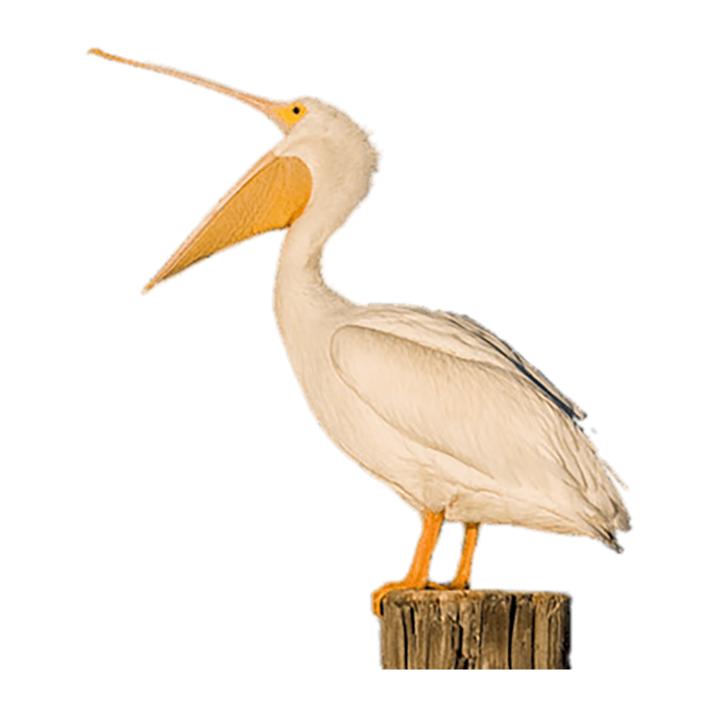 Pelican Transparent Image