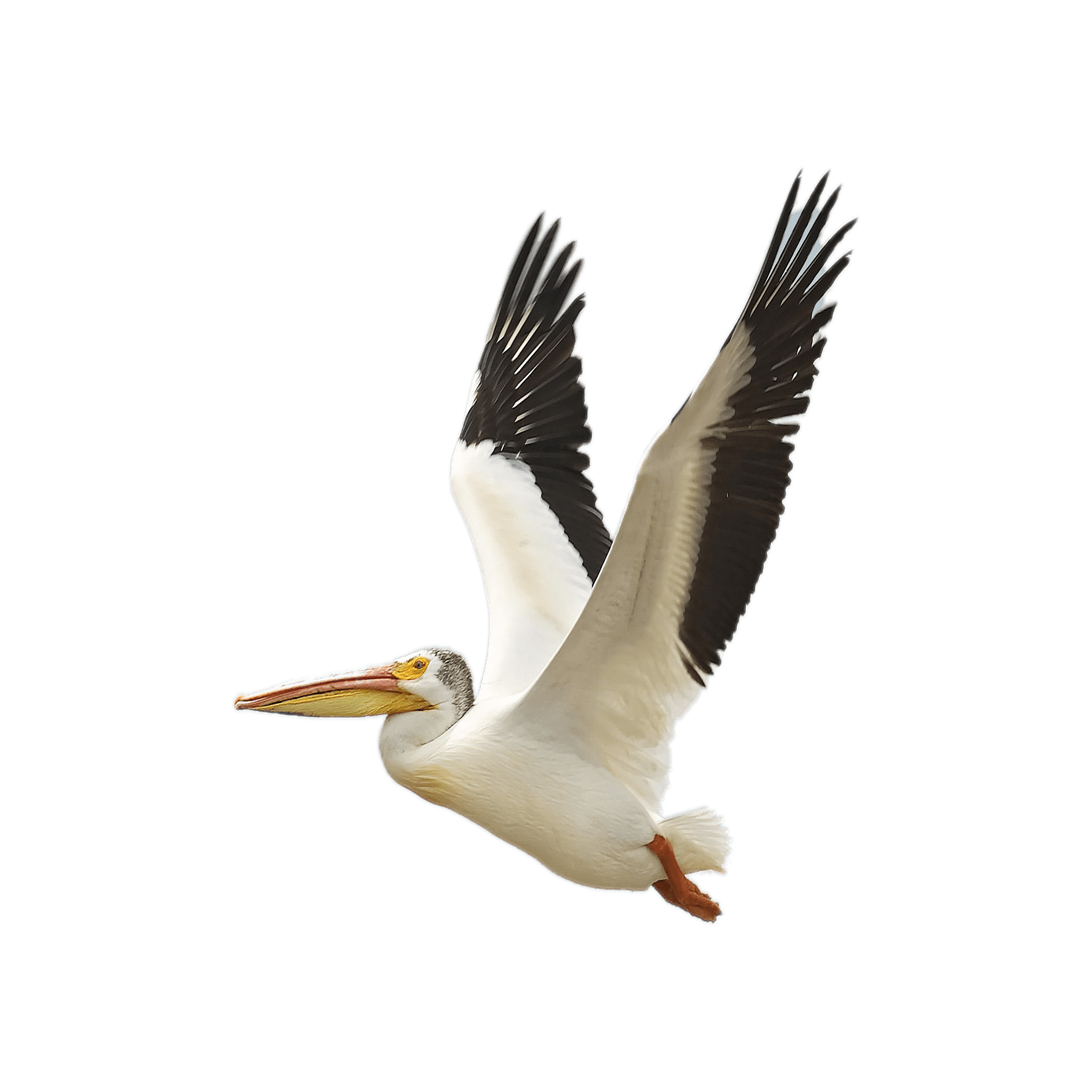 Pelican Transparent Photo