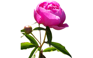 Peony PNG