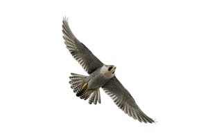 Peregrine Falcon PNG