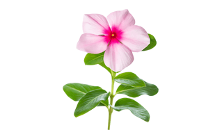 Periwinkle PNG
