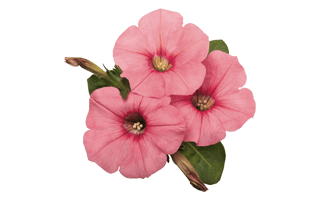 Petunia PNG