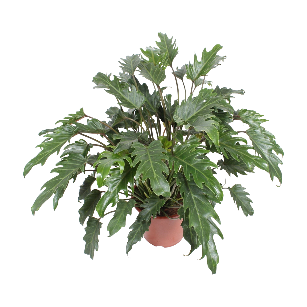 Philodendron Plant Transparent Picture