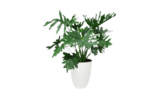 Philodendron Plant PNG