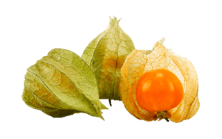 Physalis PNG