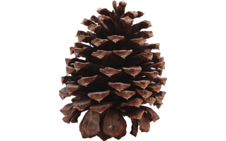 Pine Cone PNG