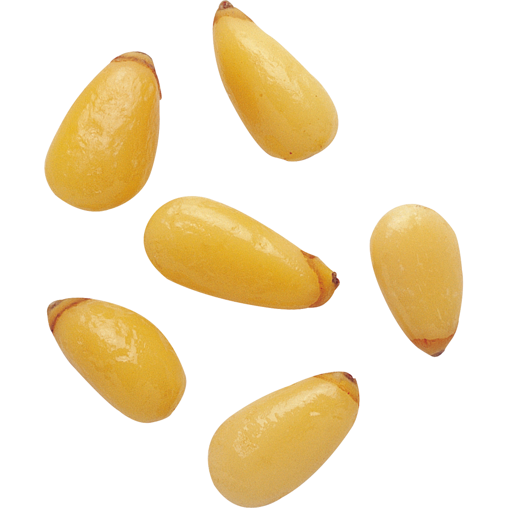 Pine Nuts  Transparent Image