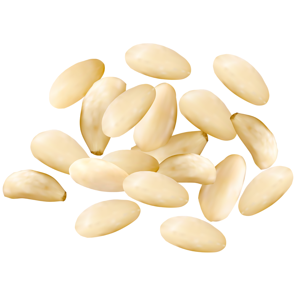 Pine Nuts  Transparent Gallery