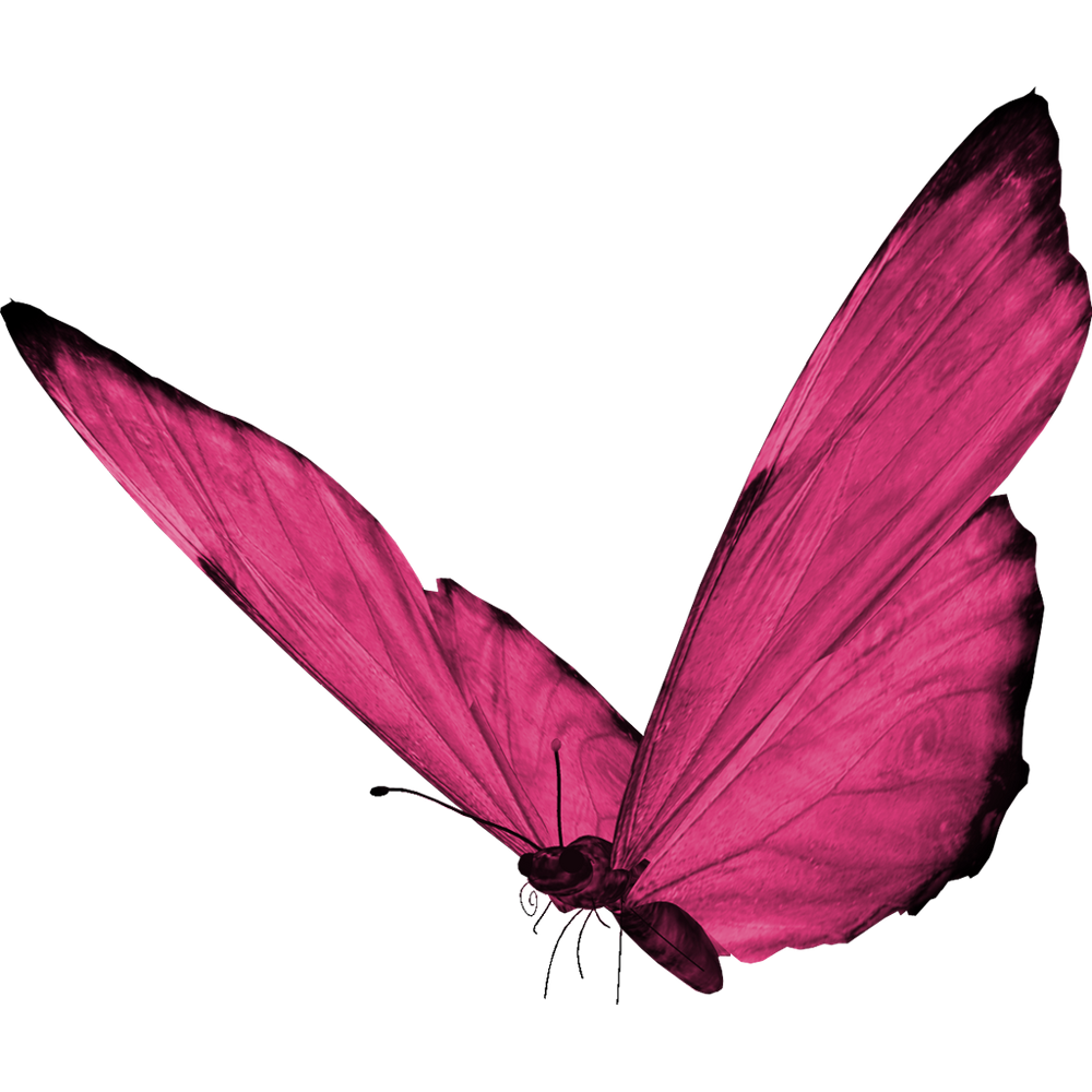 Pink Butterfly Transparent Picture