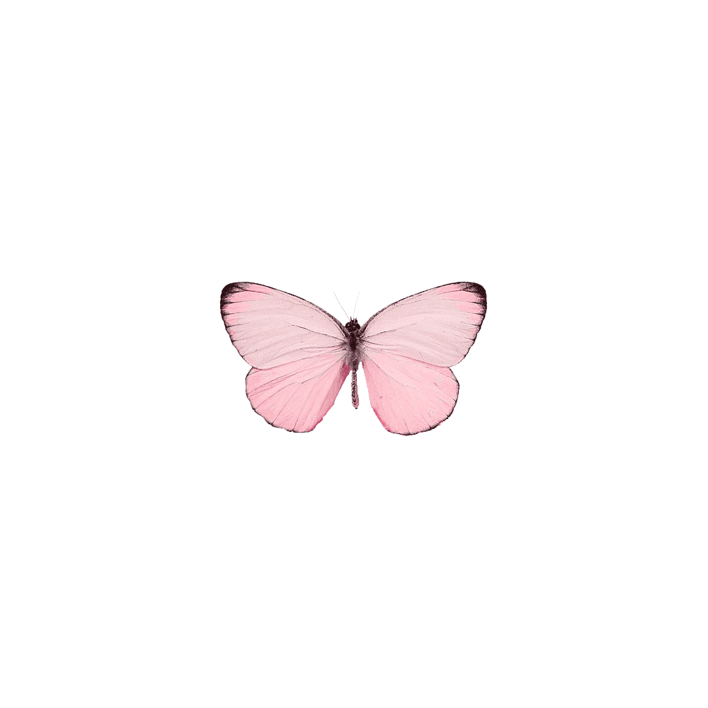 Pink Butterfly Transparent Gallery