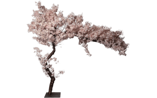 Pink Cherry Blossom PNG