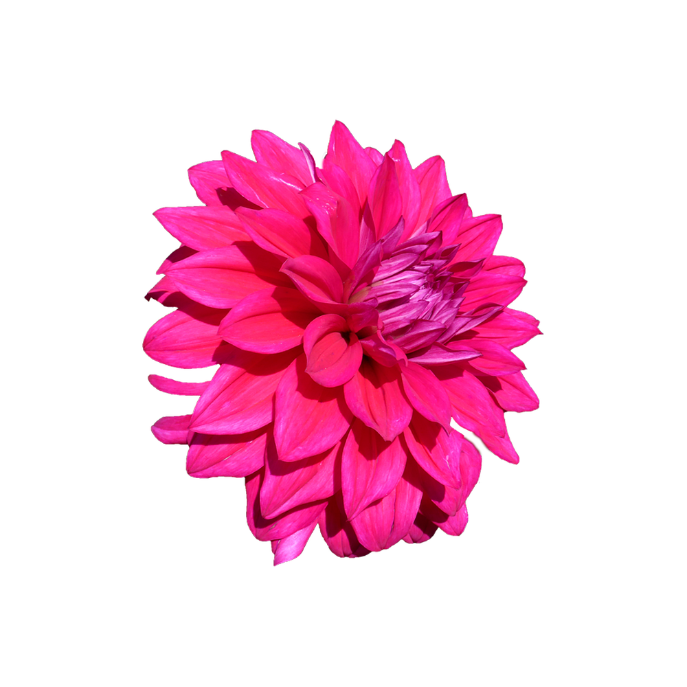 Pink Dahlia  Transparent Image