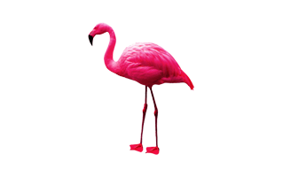 Pink Flamingo PNG