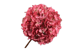 Pink Hydrangea PNG