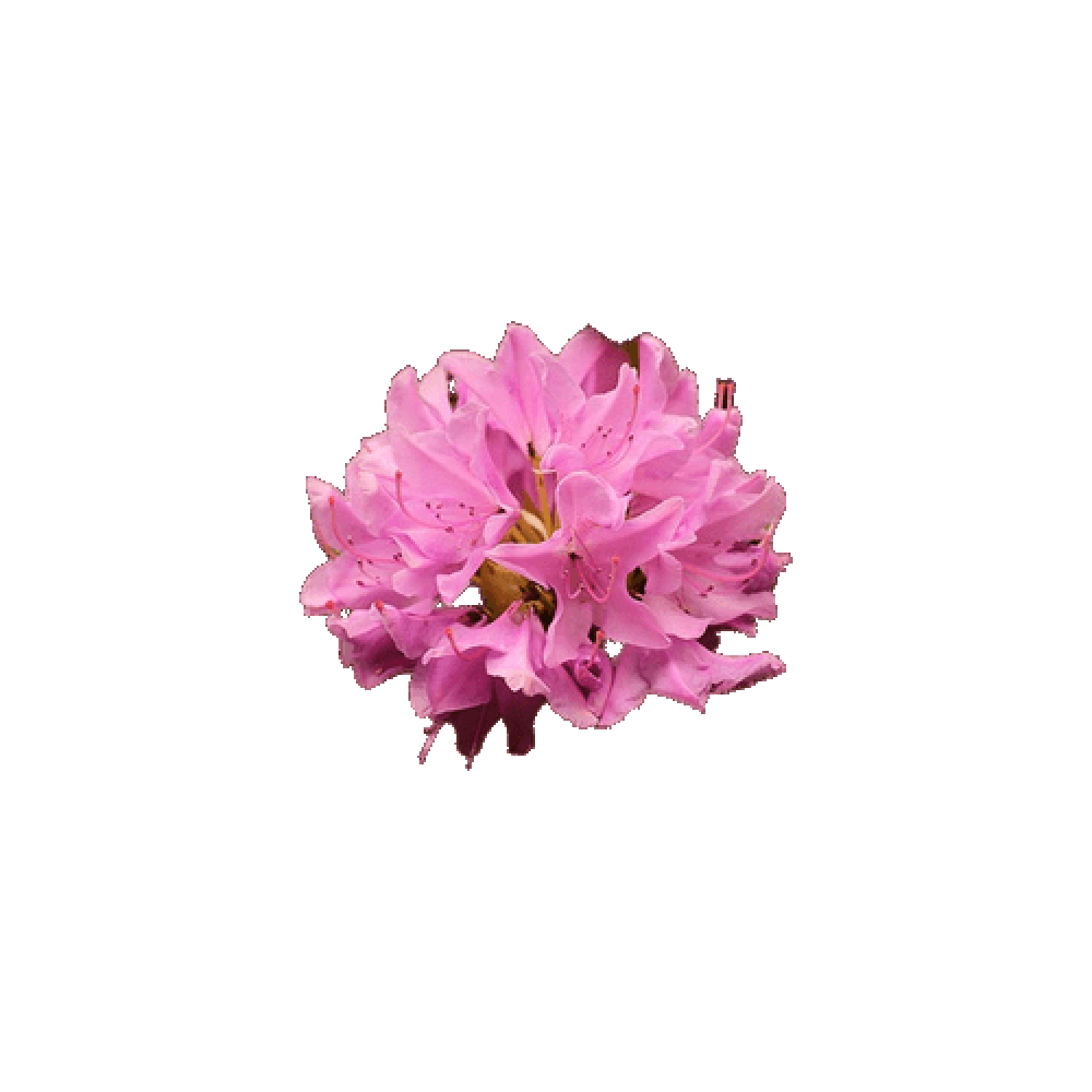 Pink Rhododendron  Transparent Image