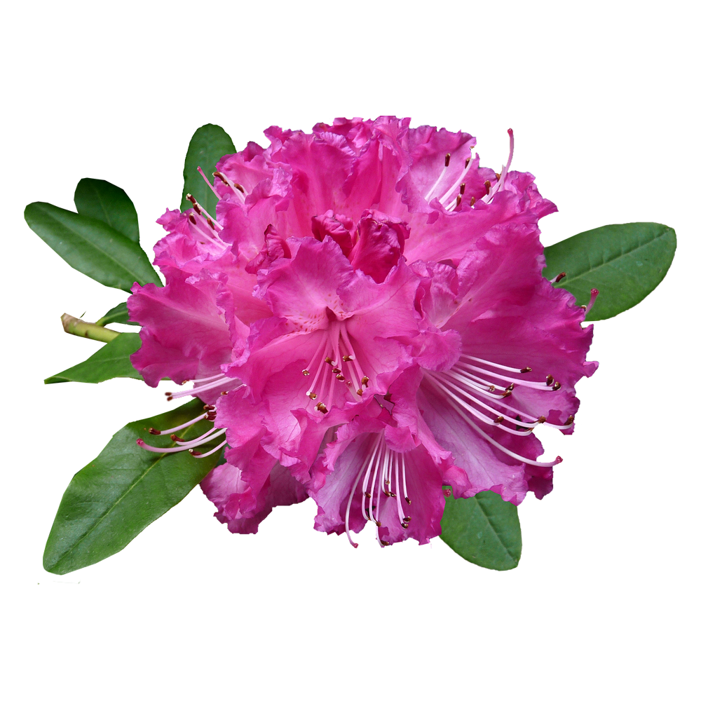 Pink Rhododendron  Transparent Photo