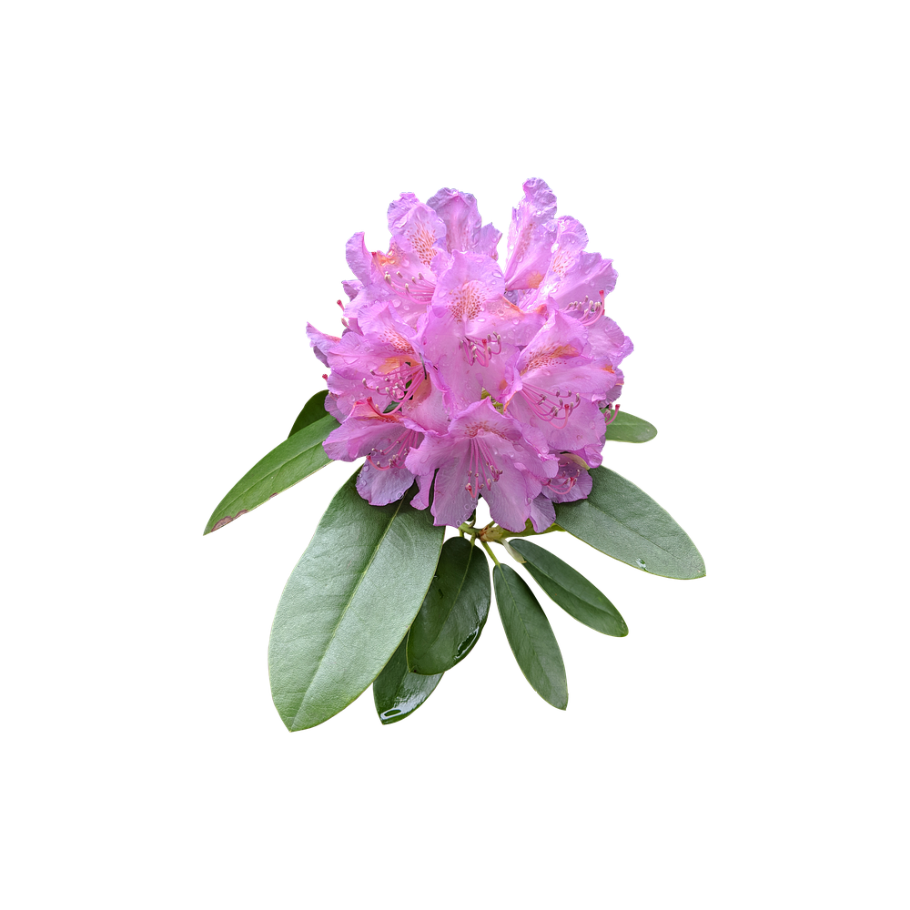 Pink Rhododendron Transparent Picture