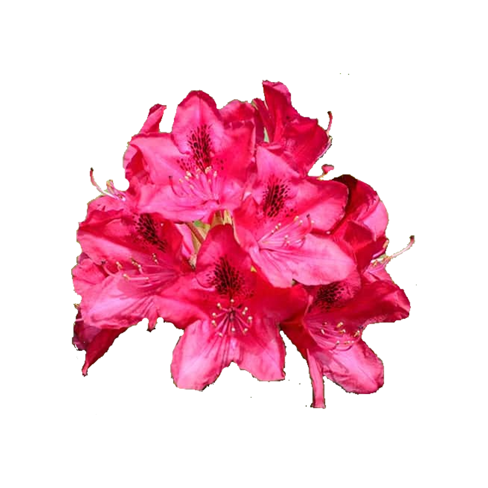 Pink Rhododendron  Transparent Clipart